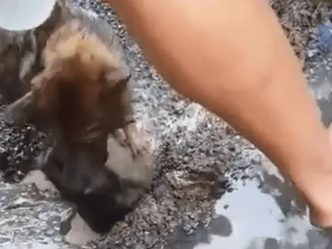 ¡Emocionante! Video capta a perra cavando un hoyo y sumergiéndose en el agua para salvar a su cachorro