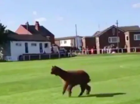 Alpaca ingresa a una cancha de fútbol y suspende un partido