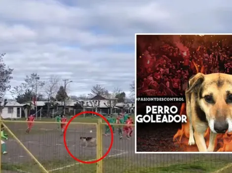 Perrito que metió un golazo en liga de Chillán es fichado por Ñublense