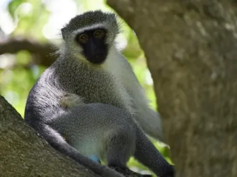 ¿En qué países se han anunciado casos de la Viruela del Mono?