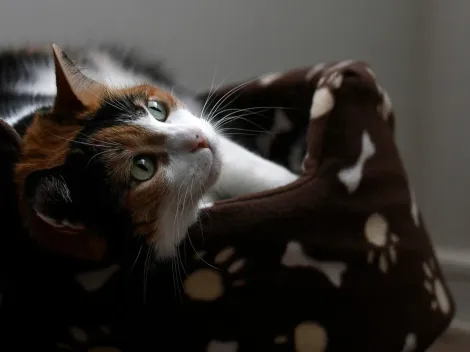 ¿Cuándo es el Día del Gato en Chile?