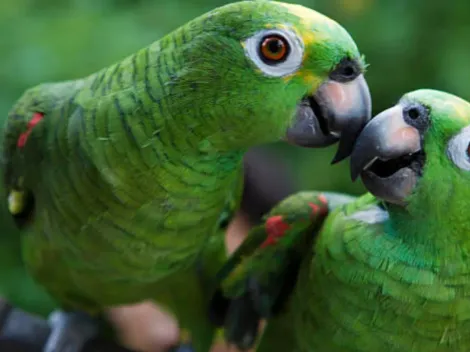 ¿Qué es la gripe de loro que preocupa a Argentina?