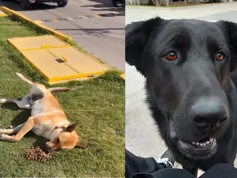 Denuncian maltrato animal en universidad