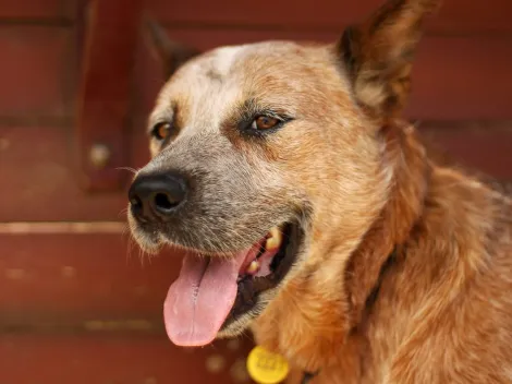 ¿Cómo funciona el Registro Nacional de Mascotas?