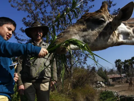 Revisa el horario y cómo llegar al Buin Zoo en estas vacaciones