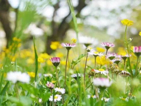 ¿Cuándo empieza la primavera en Chile?