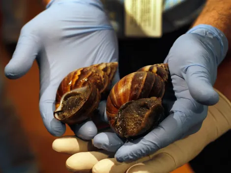 SAG alertó por peligroso caracol gigante africano que llegó a Chile