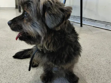 Final feliz: Perrito perdido en el Metro encontró nueva dueña