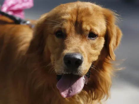 Conoce las multas que recibirán quienes maltraten animales en Chile