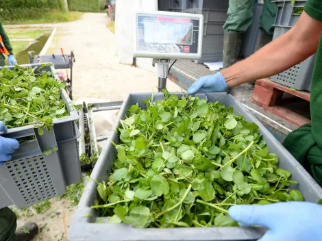 Revelan cuál es el alimento más sano del mundo según estudio