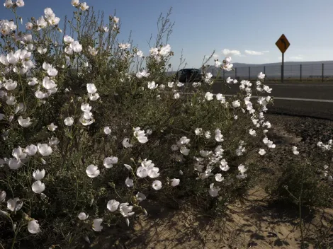 ¿Cuánto falta para que termine el invierno y empiece la primavera?