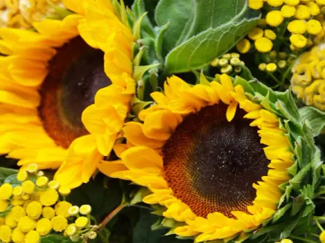 ¿Cuándo es el día de las flores amarillas y qué significan?