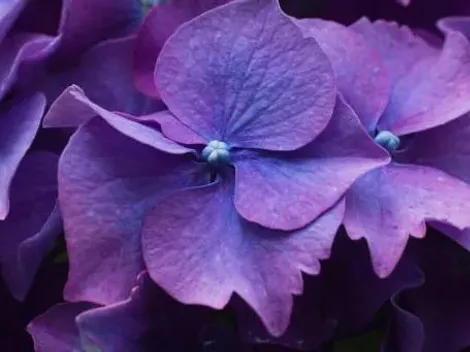 ¿Por qué se regalan flores moradas el 9 de octubre?