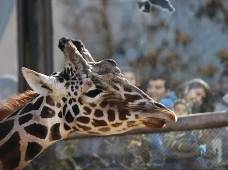 ¿Cómo canjear las entradas gratis al Zoológico Nacional?