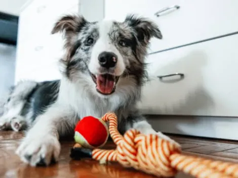 ¿Cuál es la nueva campaña del Gobierno de tenencia responsable de mascotas?