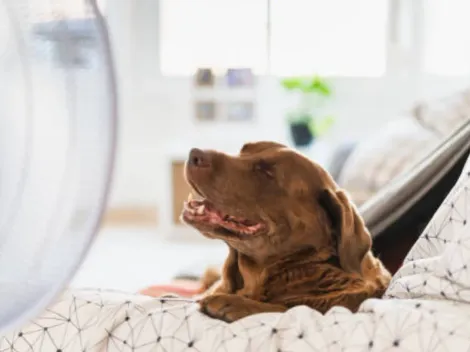 ¿Cómo cuidar a tu mascota del calor?