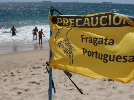 Prohiben bañarse en playa de Tongoy por fragata portuguesa
