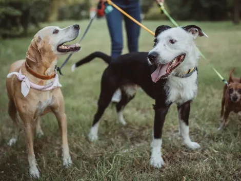 ¿Cómo cuidar a mi mascota en los paseos?