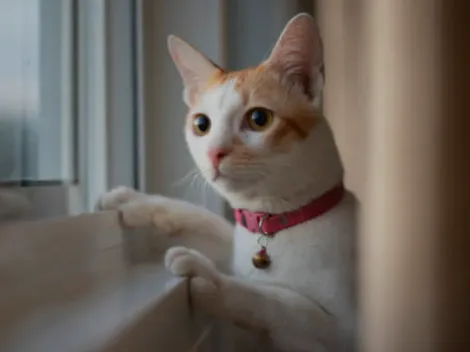 ¿Cuándo es el día del gato y por qué celebran a los felinos?