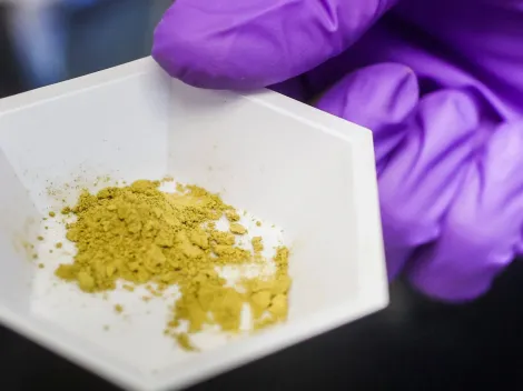 ¿Qué es el Kratom? Droga asiática ya está en Chile