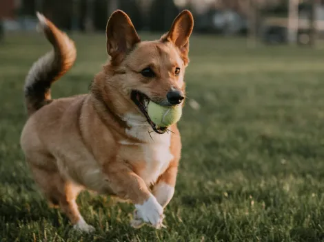 ¿Cuáles son los nombres más comunes en Chile para los perros y gatos?