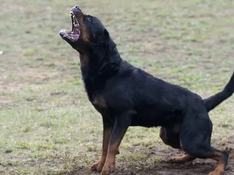 Debate por proyecto que permitiría caza de perros asilvestrados