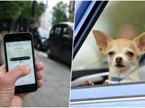¿Cómo funciona Uber Pet para viajar con mascotas?