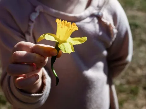 ¿Cuándo se regalan flores amarillas?