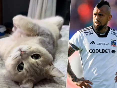 Vidal desesperado por su desaparecido gato "King"