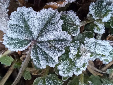 ¿Qué regiones tendrán heladas y hasta nieve la próxima semana?