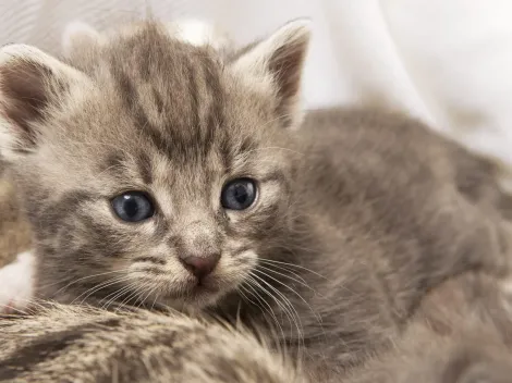 Según la IA: 20 nombres "bonitos y populares" para gatos en Chile