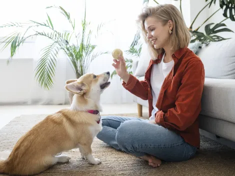 ¿Las mascotas realmente ayudan a la salud mental? Un estudio dice que no