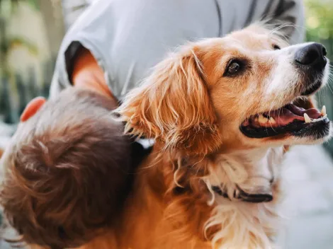 Conoce la PerriFonda canina que debutará en La Pampilla