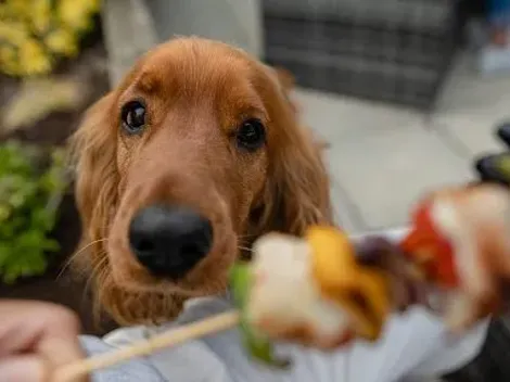 Evita accidentes: Los alimentos que tu perro no debe comer en Fiestas Patrias