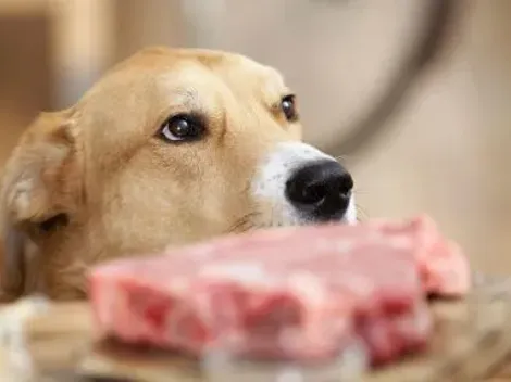 ¿Cómo alimentar a tu perro en Fiestas Patrias? Consejos de un experto