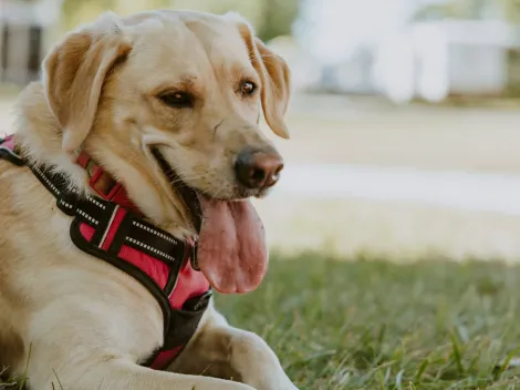 ¿Es posible el COVID-19 en animales? Científicos chilenos responden