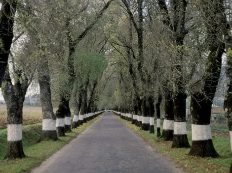 ¿Por qué pintan de blanco los troncos de los árboles?