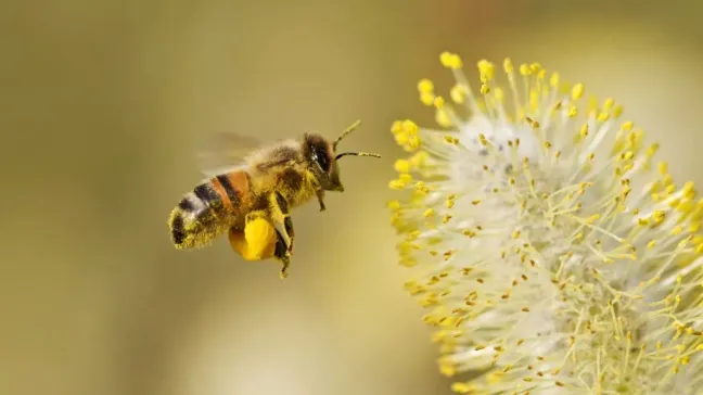 Abeja recolectando polen