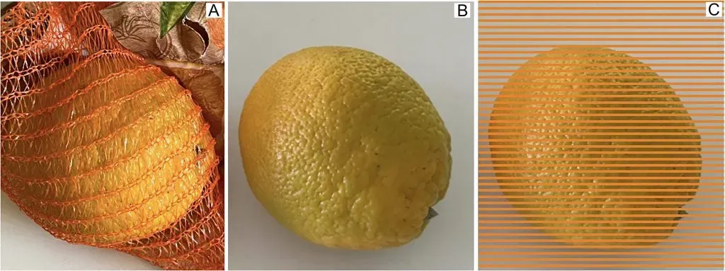 Foto: (A) Naranja verde dentro de la red naranja, (B) en vista aislada, y (C) con una red verde inmadú.