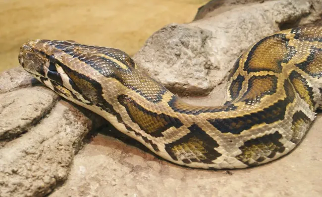 Pitón Birmana (Python molurus bivittatus) | Foto: TimVickers via Wikimedia Commons