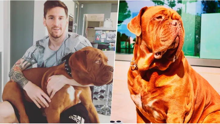 Hulk, el perro de Messi, en un delicado estado de salud