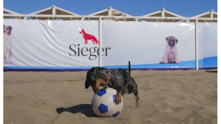 El parador para perros sigue a full en Pinamar