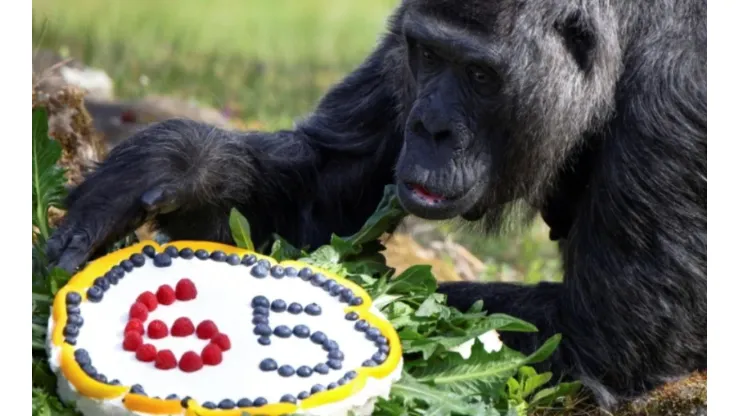 Fatou é a gorila mais velha do mundo - Imagem: Reprodução/Instagram oficial do Zoológico de Berlim (@zoobelin)
