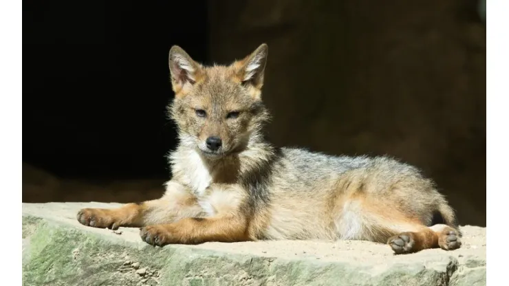 Família levou filhote para casa acreditando que seria cachorro
