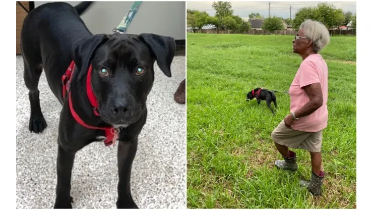 Labrador recém-adotado ajudou idosa após desaparecimento
