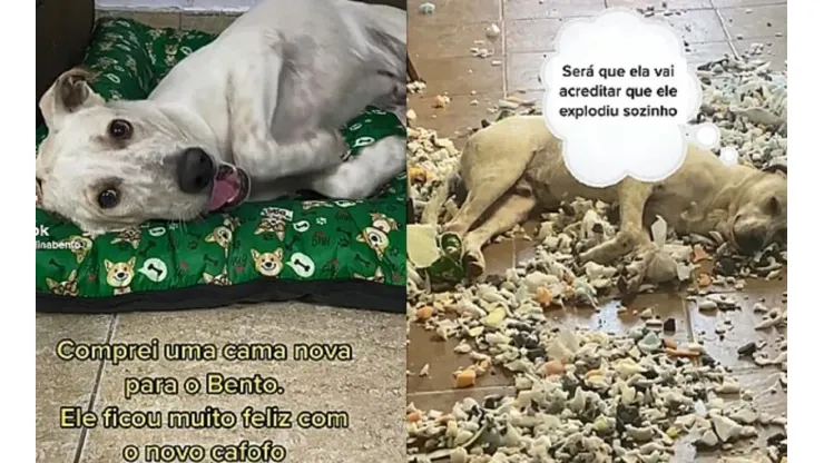 Bento destruiu a nova cama que ganhou de sua tutora
