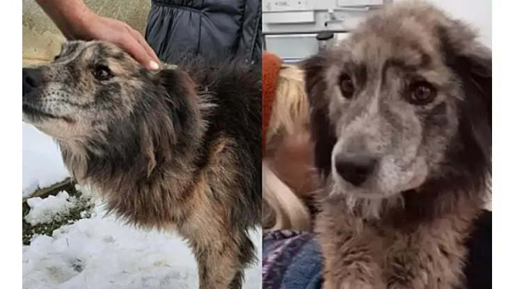 O cachorro chamado Rem agradeceu a mulher que o libertou das correntes que o prenderam por anos
