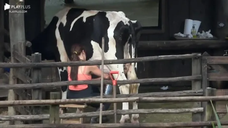 Jaqueline Grohalski cuidando da vaca em A Fazenda - Foto: Reprodução/Record TV
