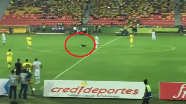 La increíble multa que recibió el Bucaramanga por el perro que ingresó a la cancha