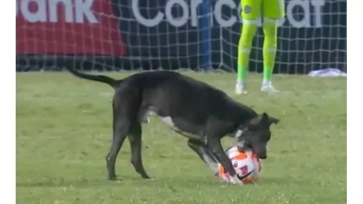 Dog steals ball
